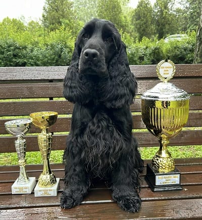 Английский кокер-спаниель, кобель — фото 2