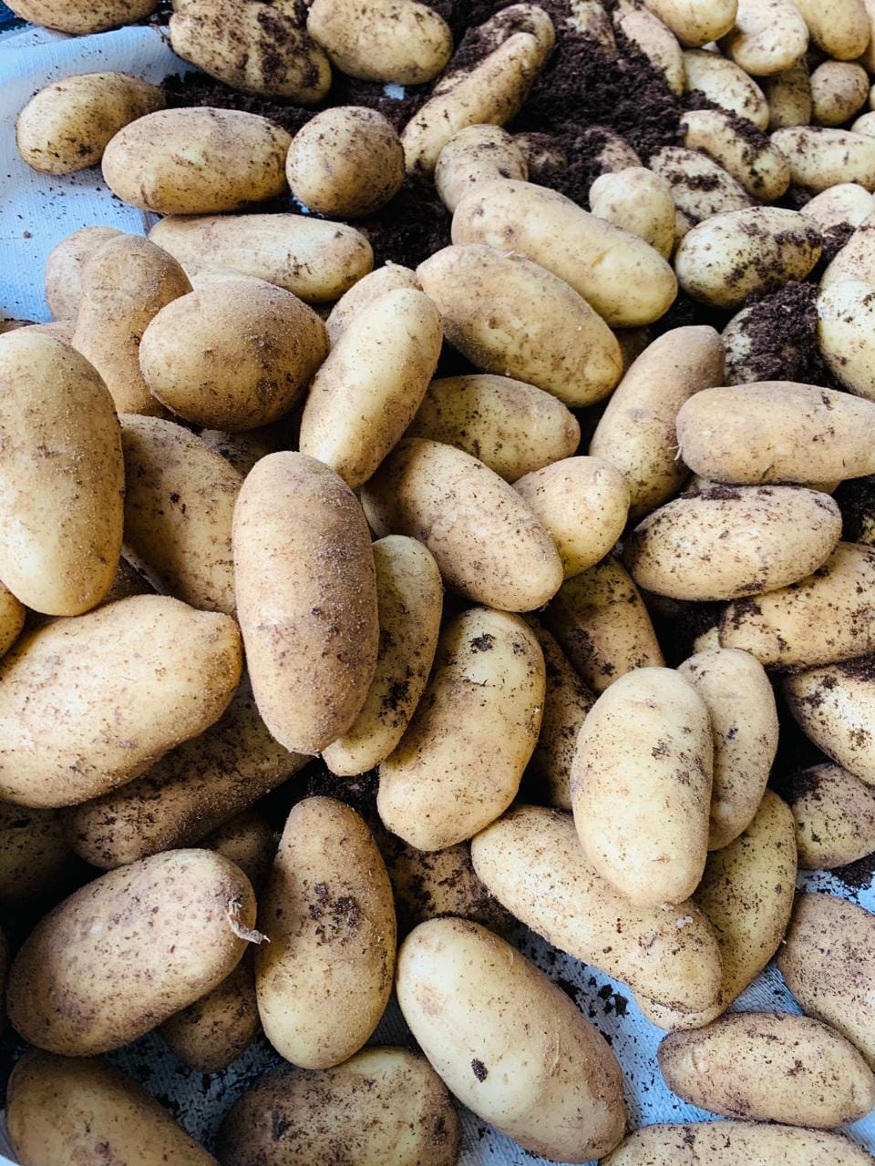 Картофель. Египет — фото 4