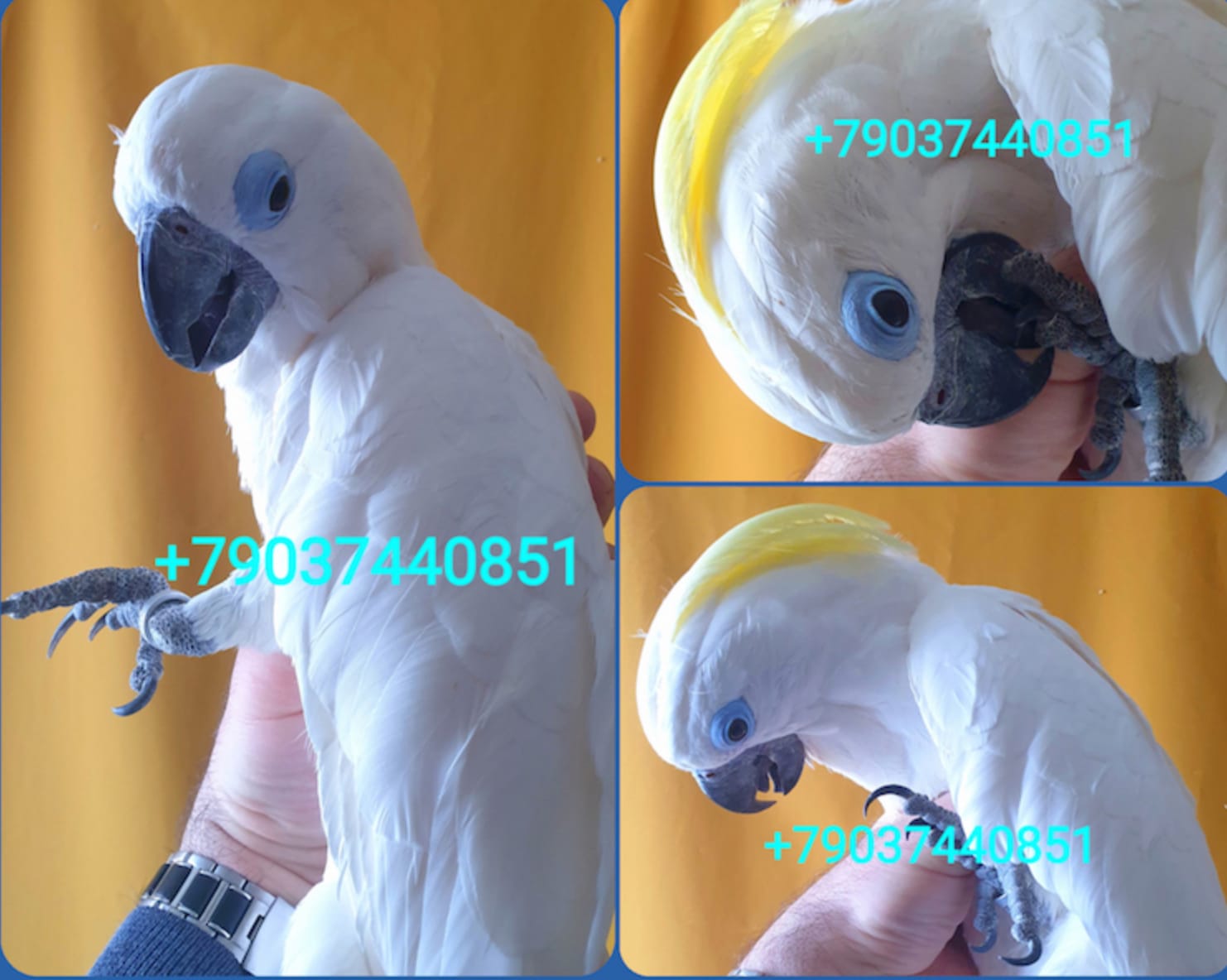 Синеочковый какаду (Cacatua ophthalmica) птенцы из питомника