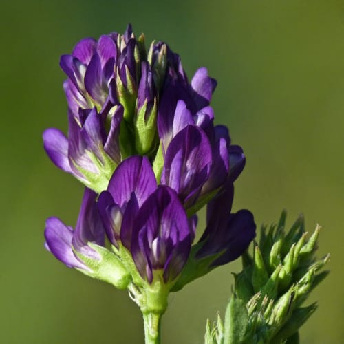 Продаю семена люцерны