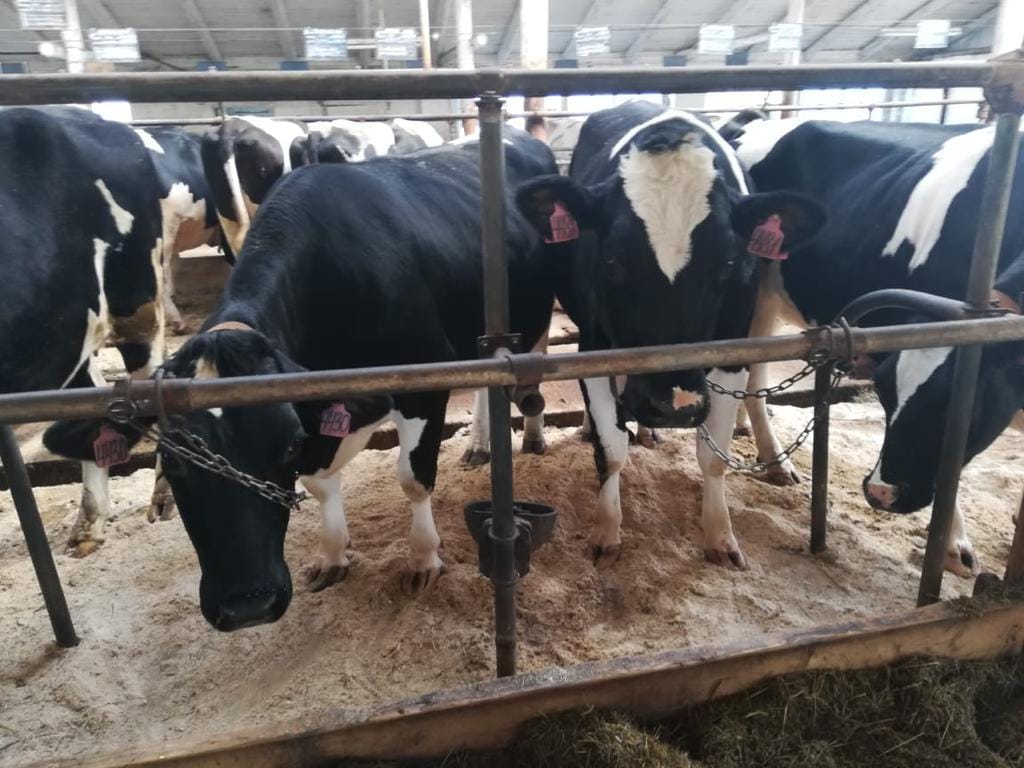 Голштины — фото 3