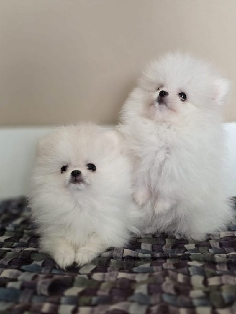 Померанский шпиц, прекрасные щенки — фото 2