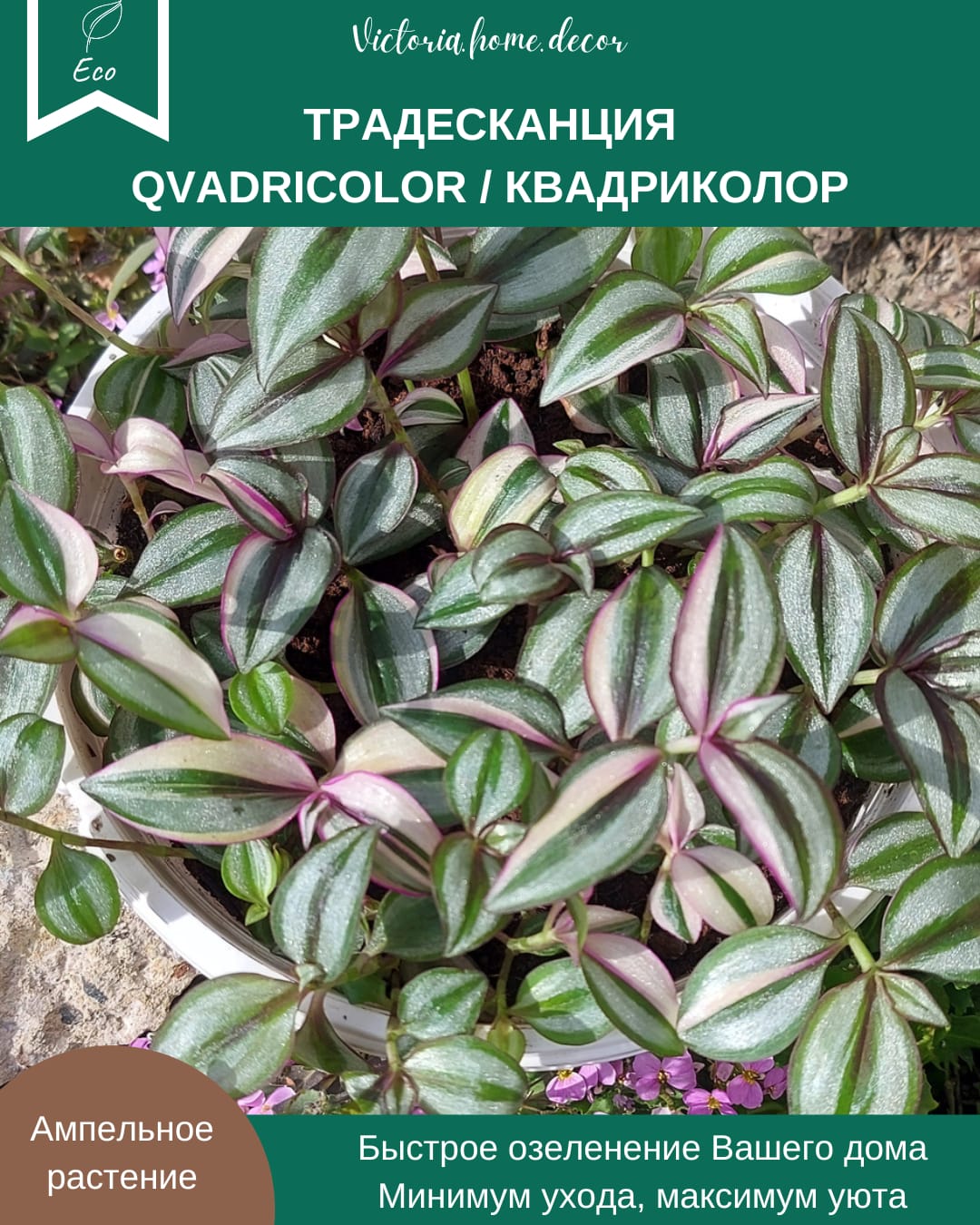 Традесканция Zebrina Qvadricolor/ Зебрина Квадриколор — фото 2