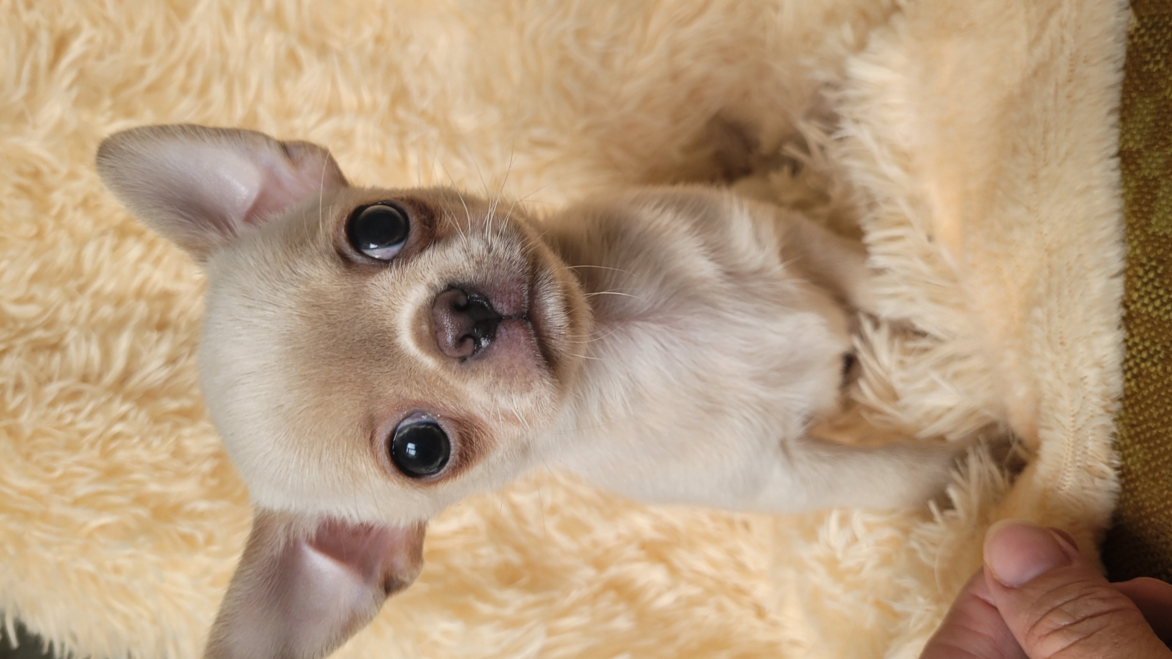 Чихуахуа г-ш мальчик