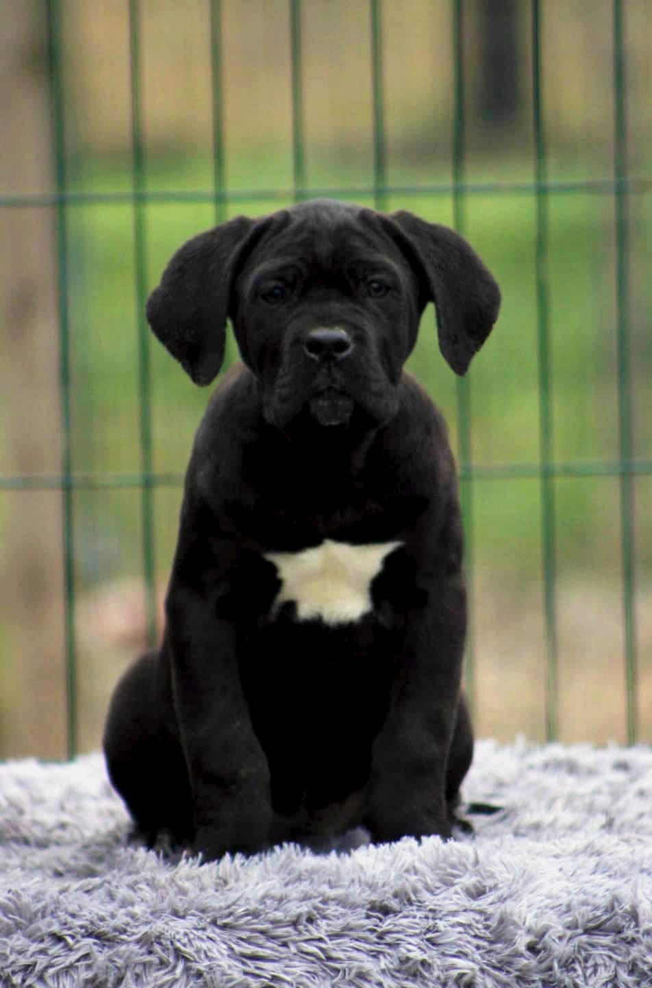 Щенки Кане Корсо на продажу — фото 7