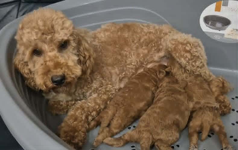 Щенки пуделя экстра-класса — фото 5