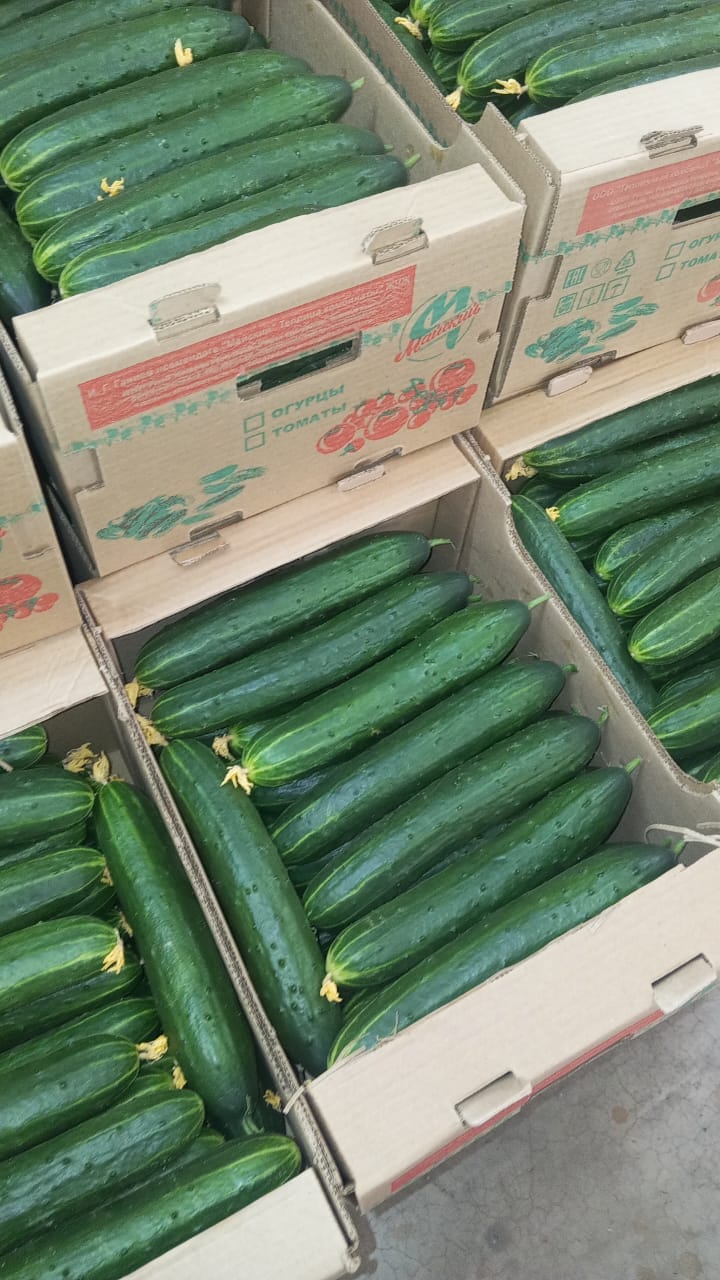 Огурец тепличный колючий среднеплодный Святогор Премиум — фото 5