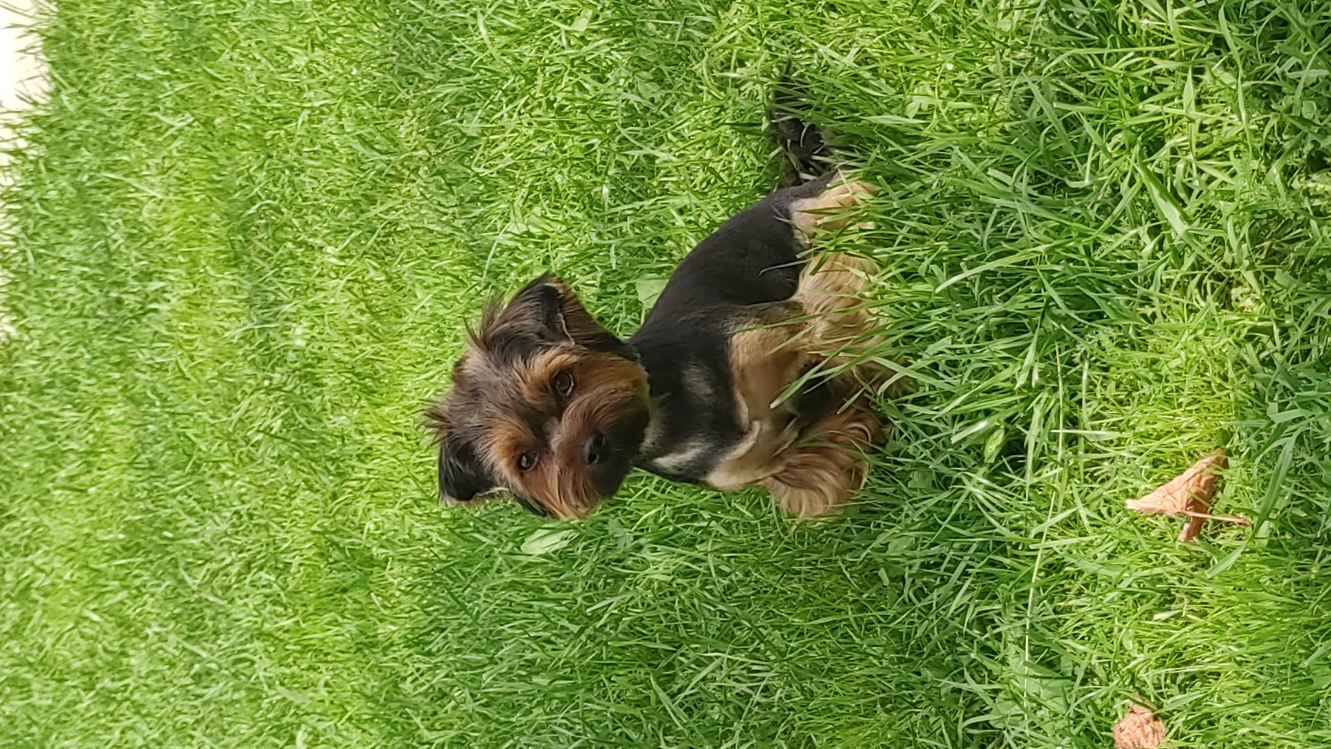 Стрижка собак и кошек — фото 10