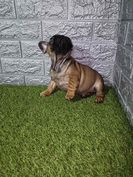 Французский бульдог — фото 5