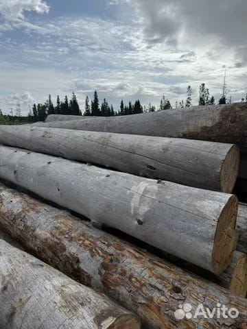 Сосна Кело оптовая продажа