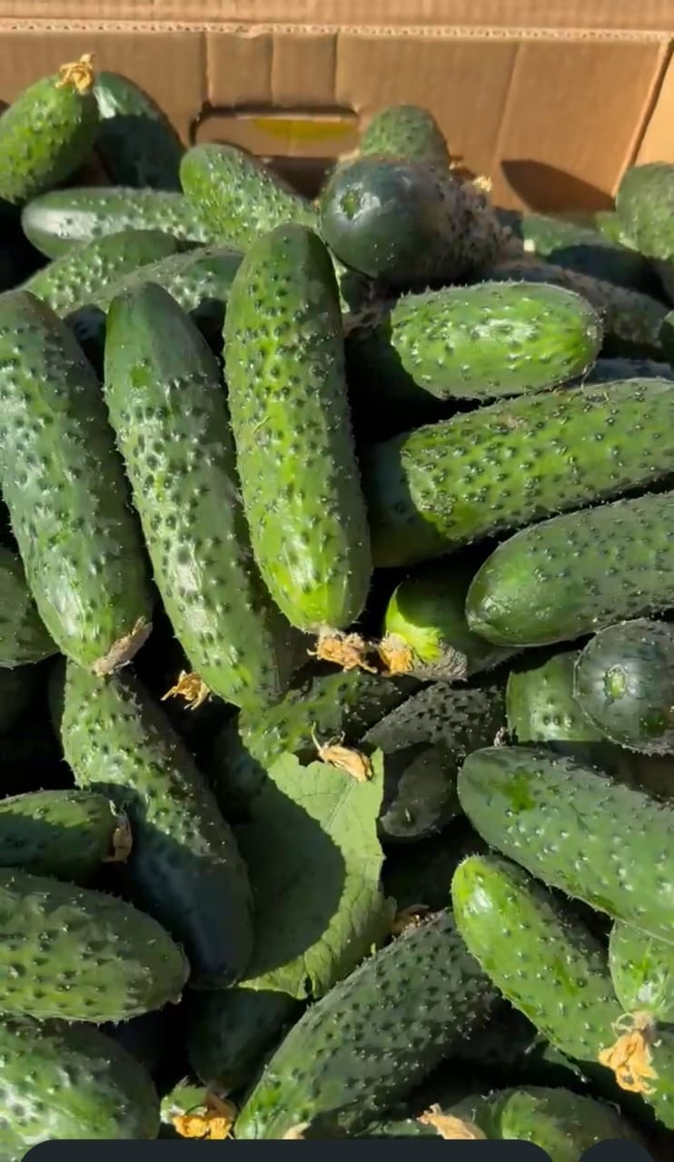 Огурец грунтовой колючий короткоплодный — фото 2