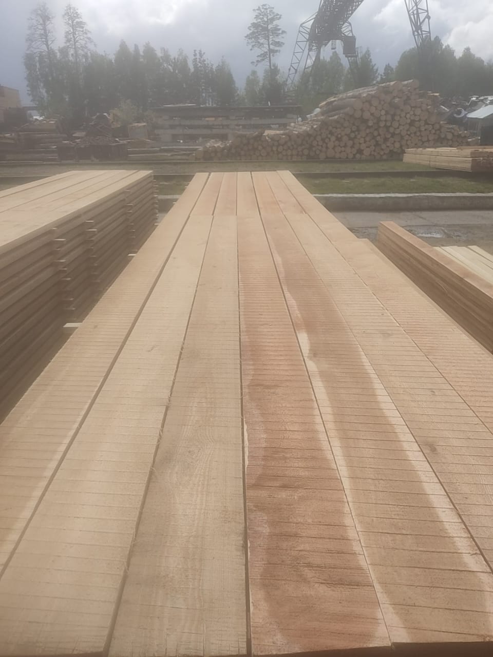 Лиственница сухая камерной сушки. — фото 8