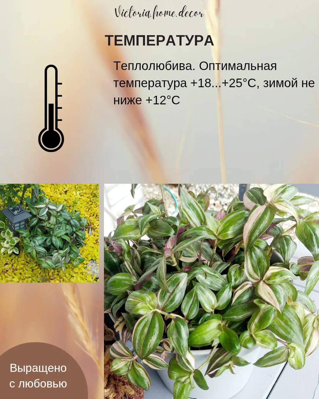 Традесканция Zebrina Discolor multicolor/ Зебрина Мультиколор тайская вариегатная — фото 10