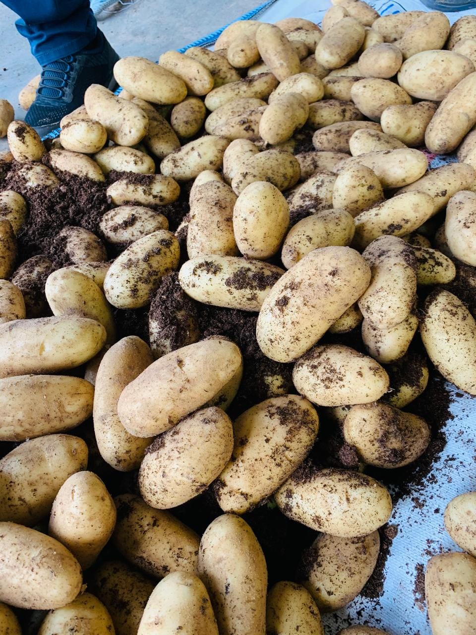 Картофель. Египет — фото 2