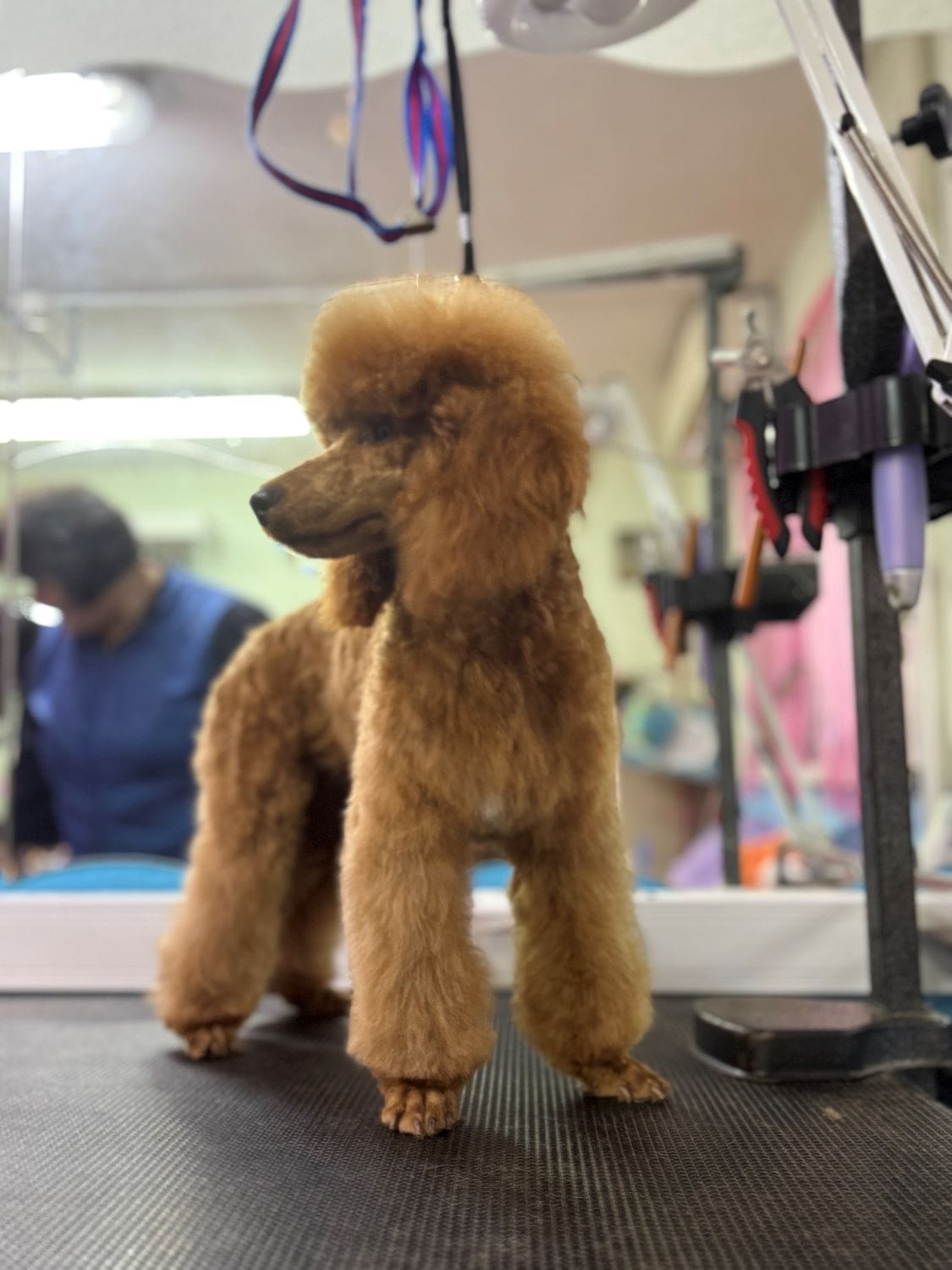 Продаётся кобель пудель. — фото 3