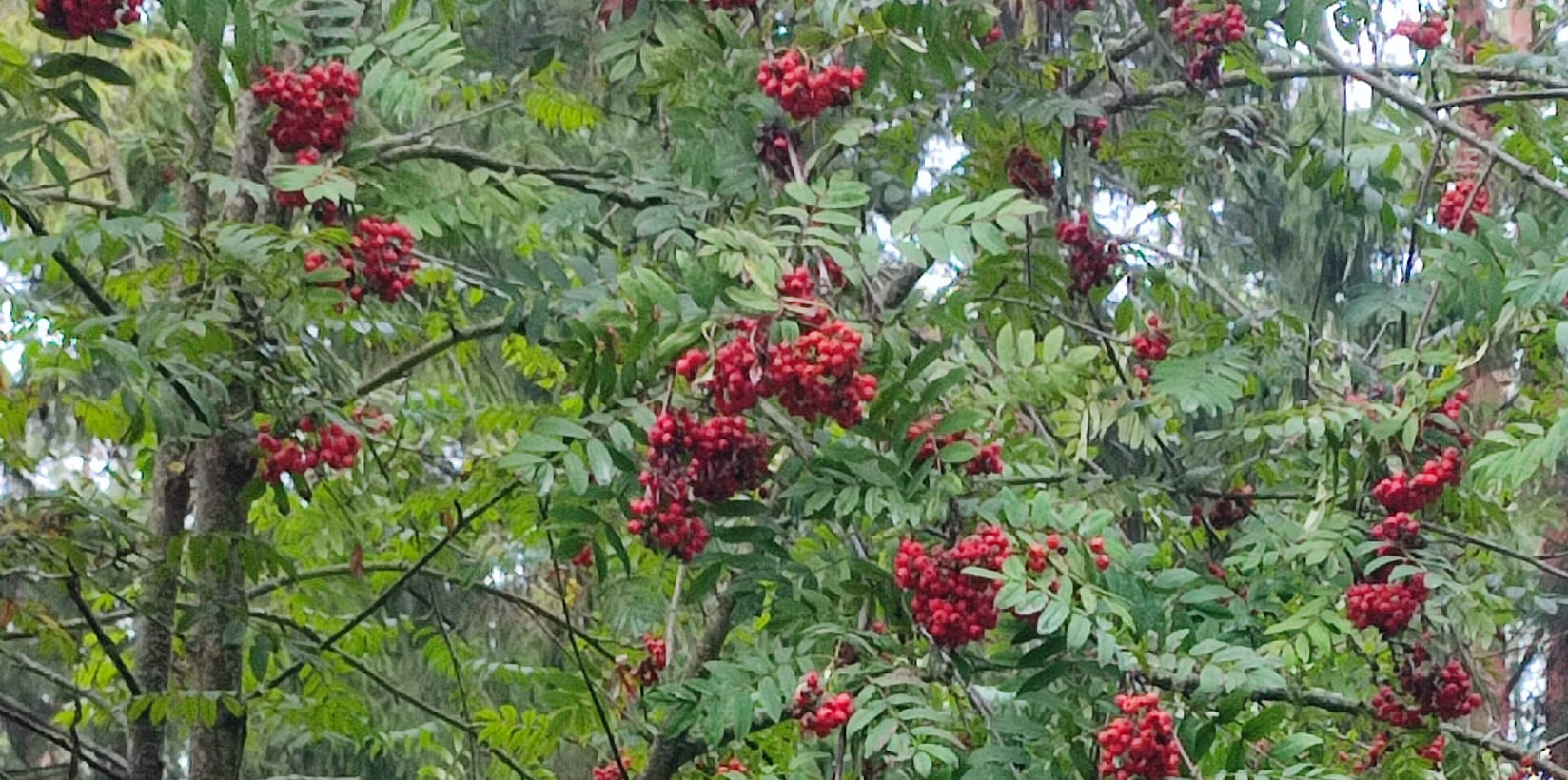 Участок ЛПХ 24 сотки с источником питьевой воды, Острогожский р-он — фото 3