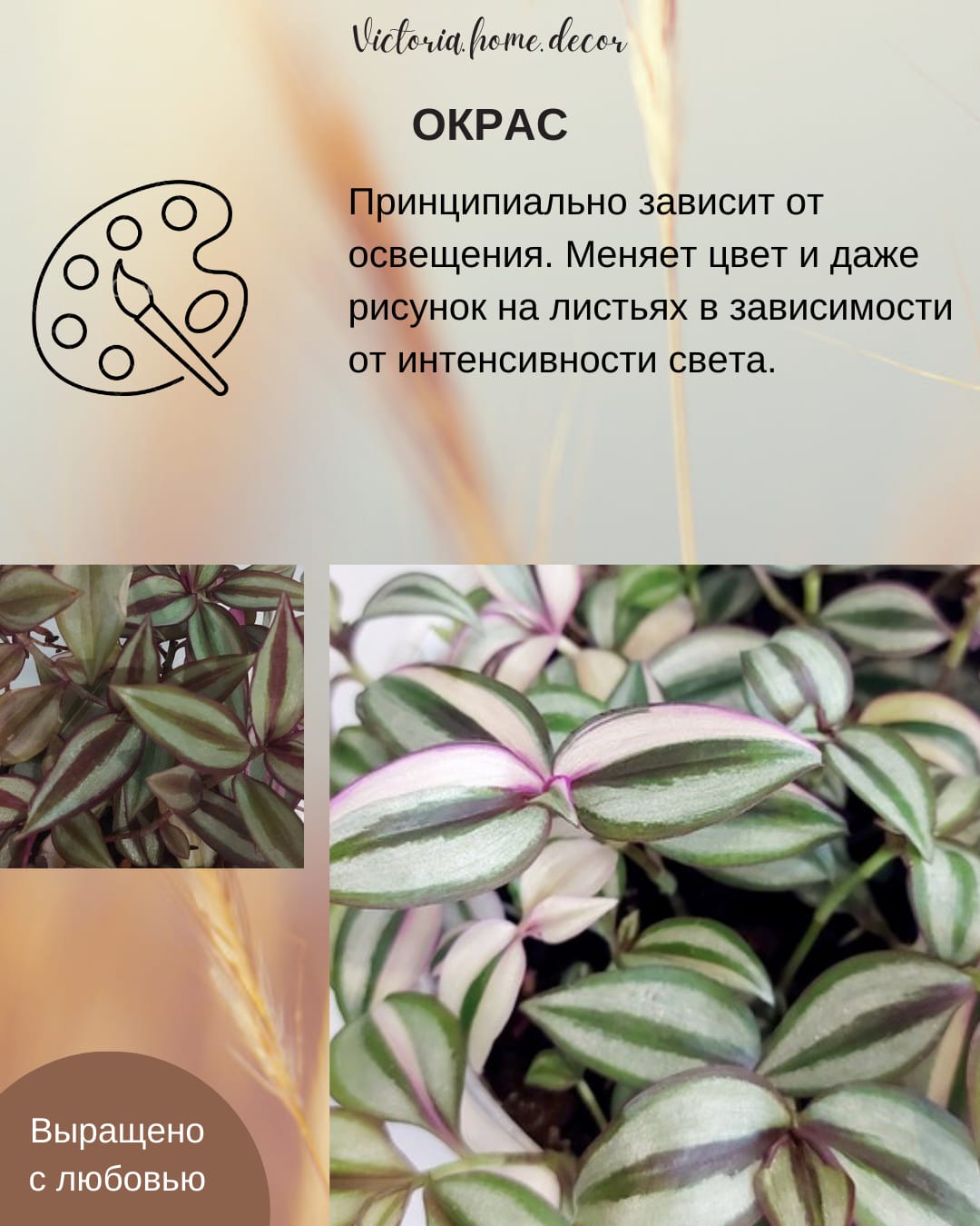 Традесканция Zebrina Qvadricolor/ Зебрина Квадриколор — фото 6