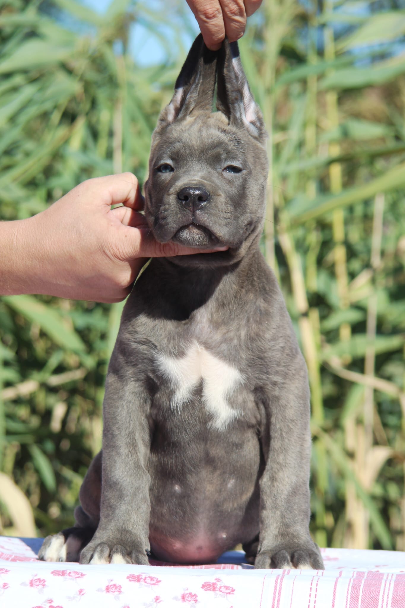 Щенки кане-корсо