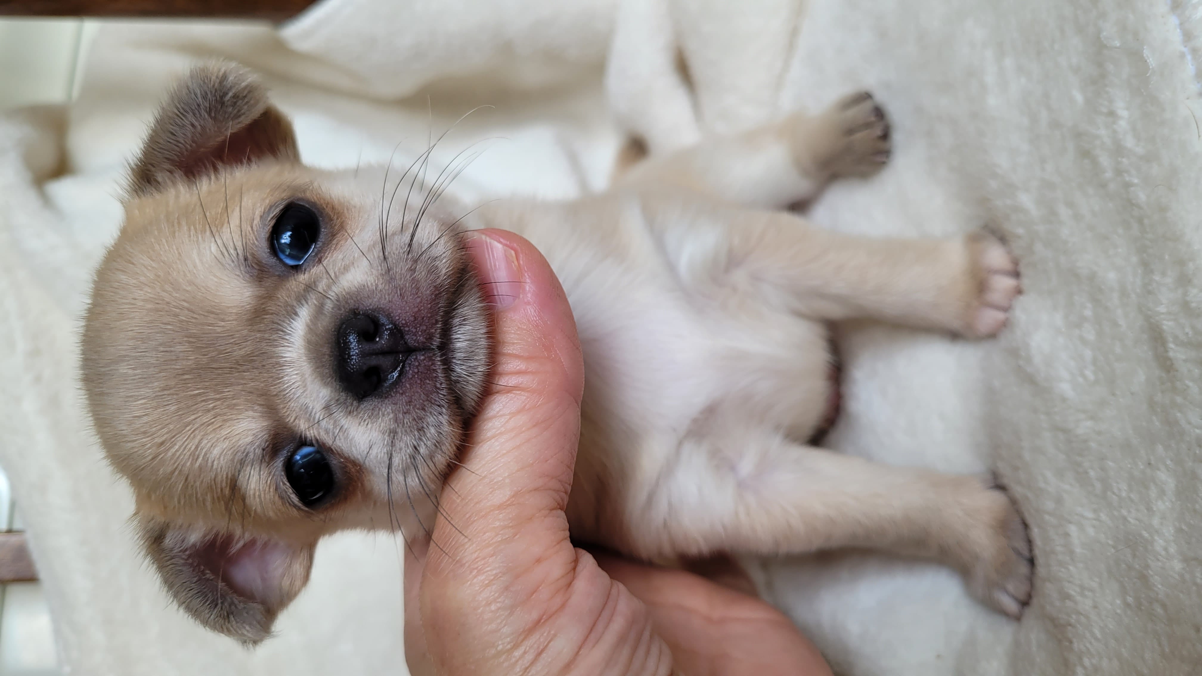 Чихуахуа щенки — фото 8