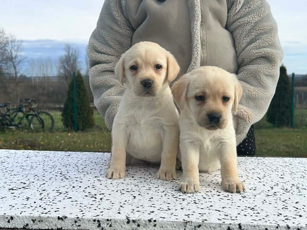 Лабрадор ретривер — фото 5