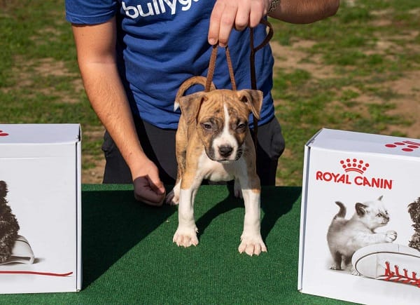 Американский стаффордширский терьер, щенки высшего качества — фото 4