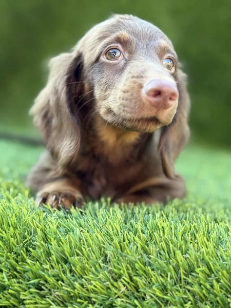 Длинношерстная такса — фото 6