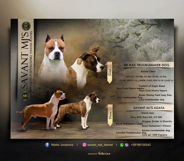 Щенки американского стаффордширского терьера