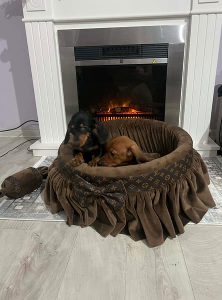 Короткошерстные таксы — фото 4