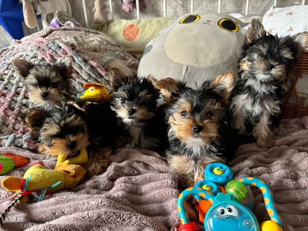 Йоркширский терьер мини, есть доставка