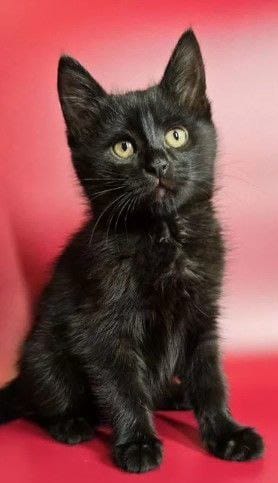 В самые добрые ручки отдам котёнка — фото 2