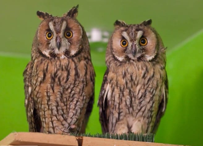 Сова ушастая - птенцы выкормыши