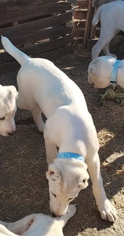 Прекрасные суки среднеазиатской овчарки - алабая — фото 3