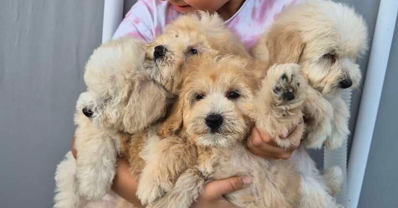 Щенки пуделя и мальтипу — фото 4