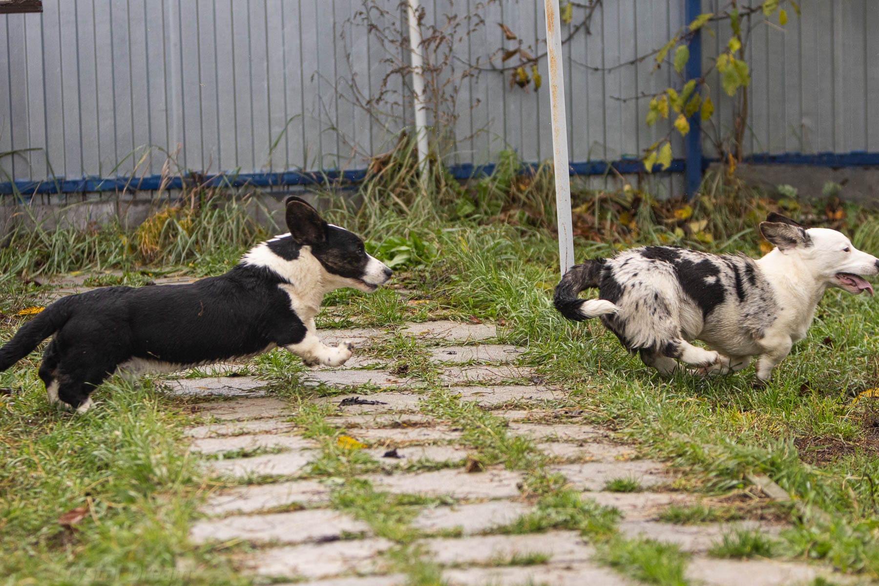 Корги идеальные компаньоны