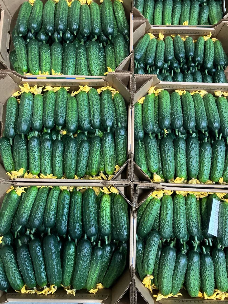 Огурец тепличный колючий короткоплодный Валигора — фото 2