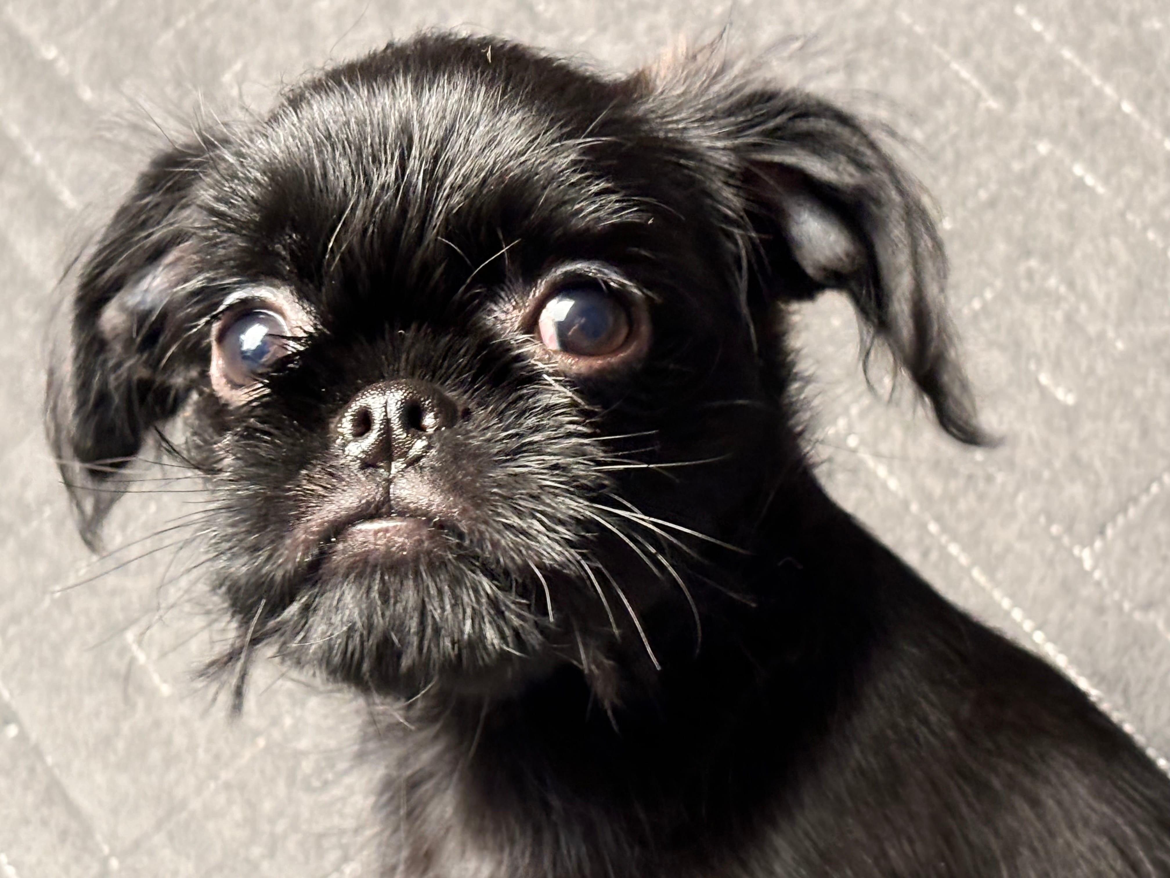 Черный гриффон. Декабрь 2025 — фото 2