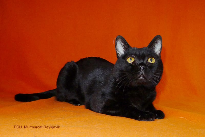 Бомбейские котята — фото 4