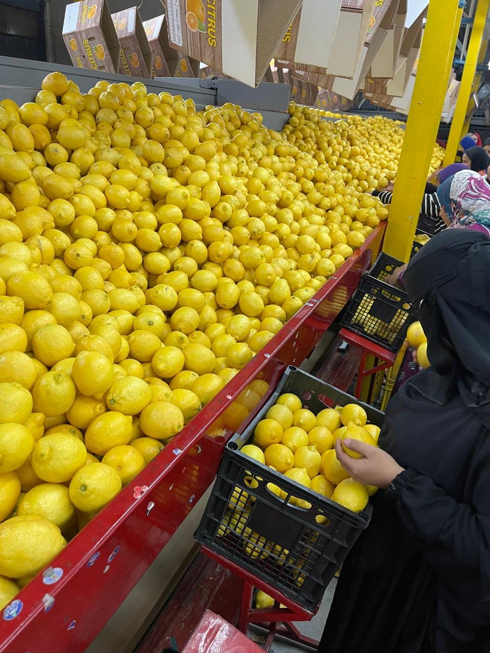 Лимон купить — фото 3