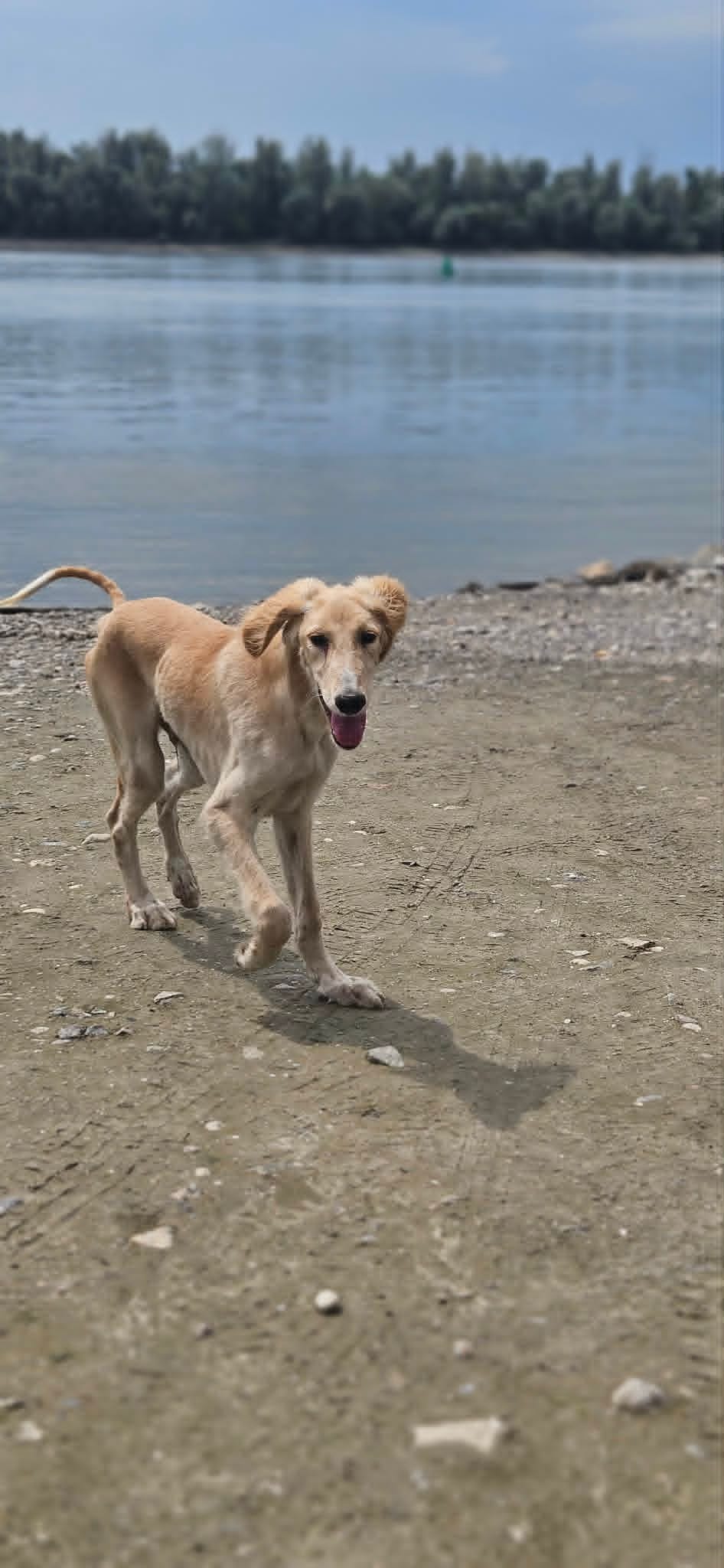 Щенки персидской борзой и салюки — фото 9