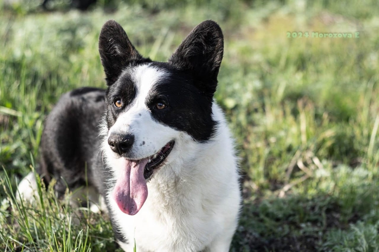 Корги . Вельш корги кардиган щенки подростки . Декабрь 2025 — фото 3