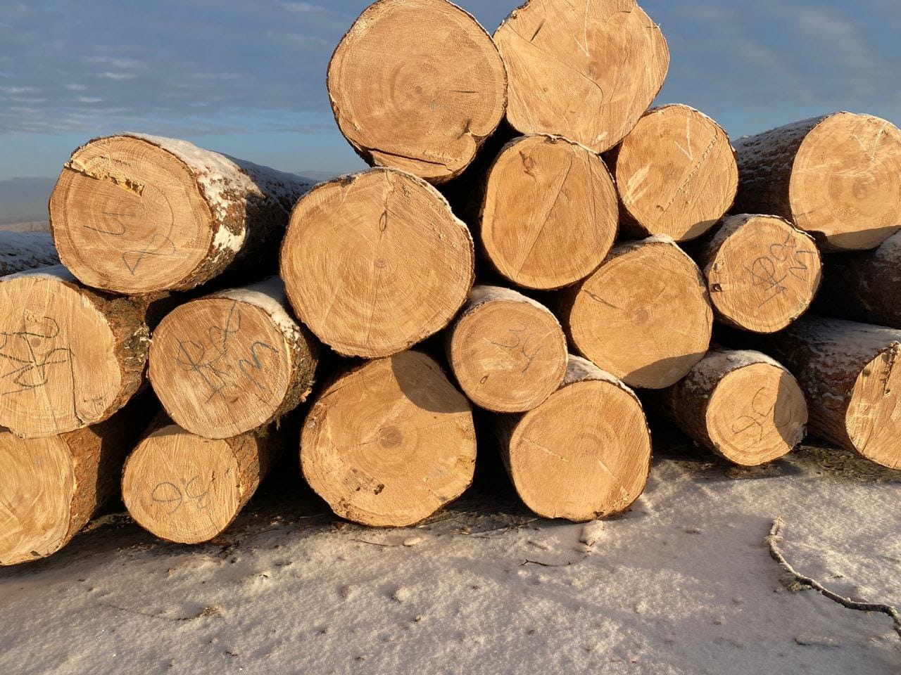 Кедр кругляк продажа оптом.