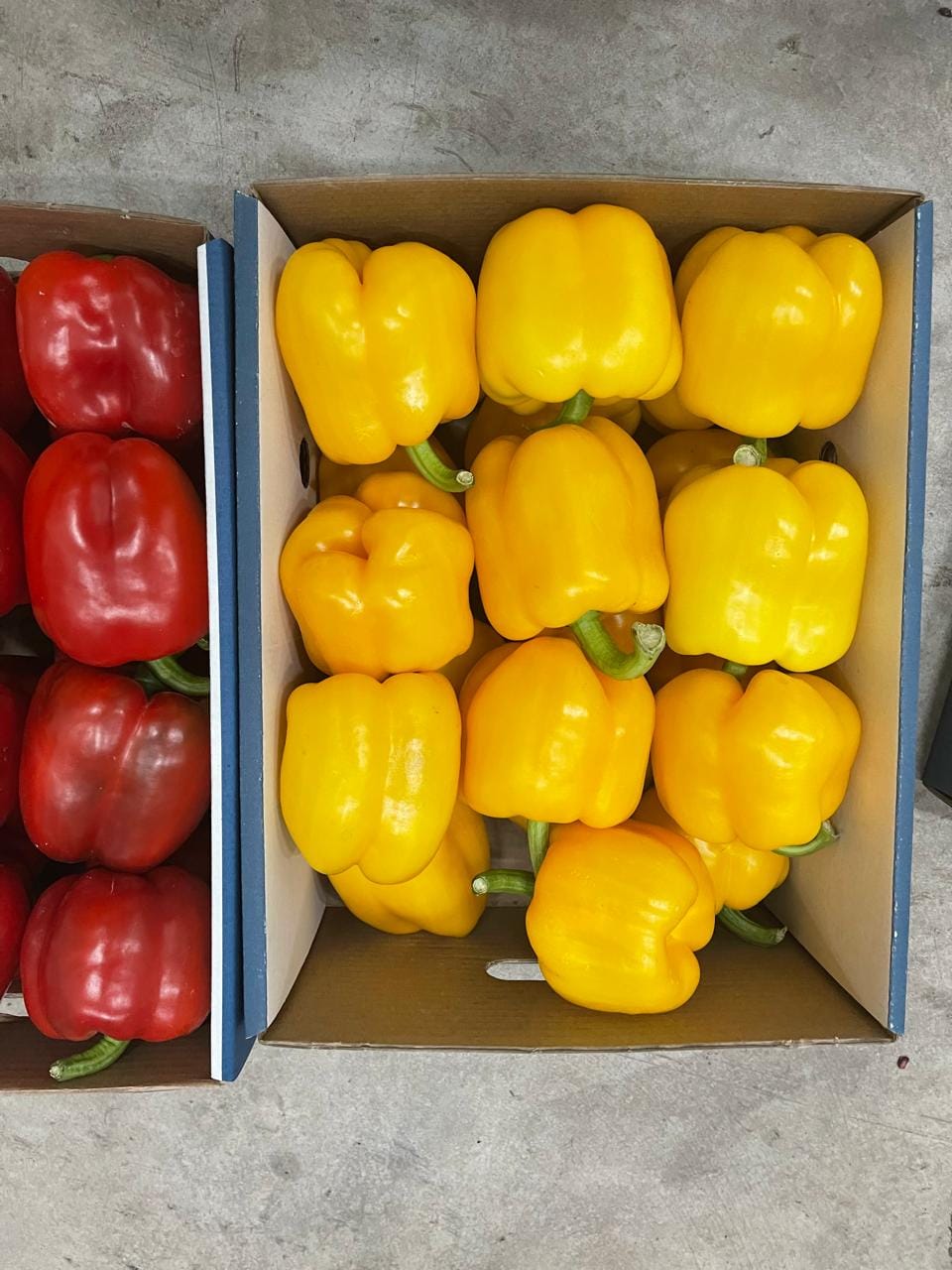 Перец светафор