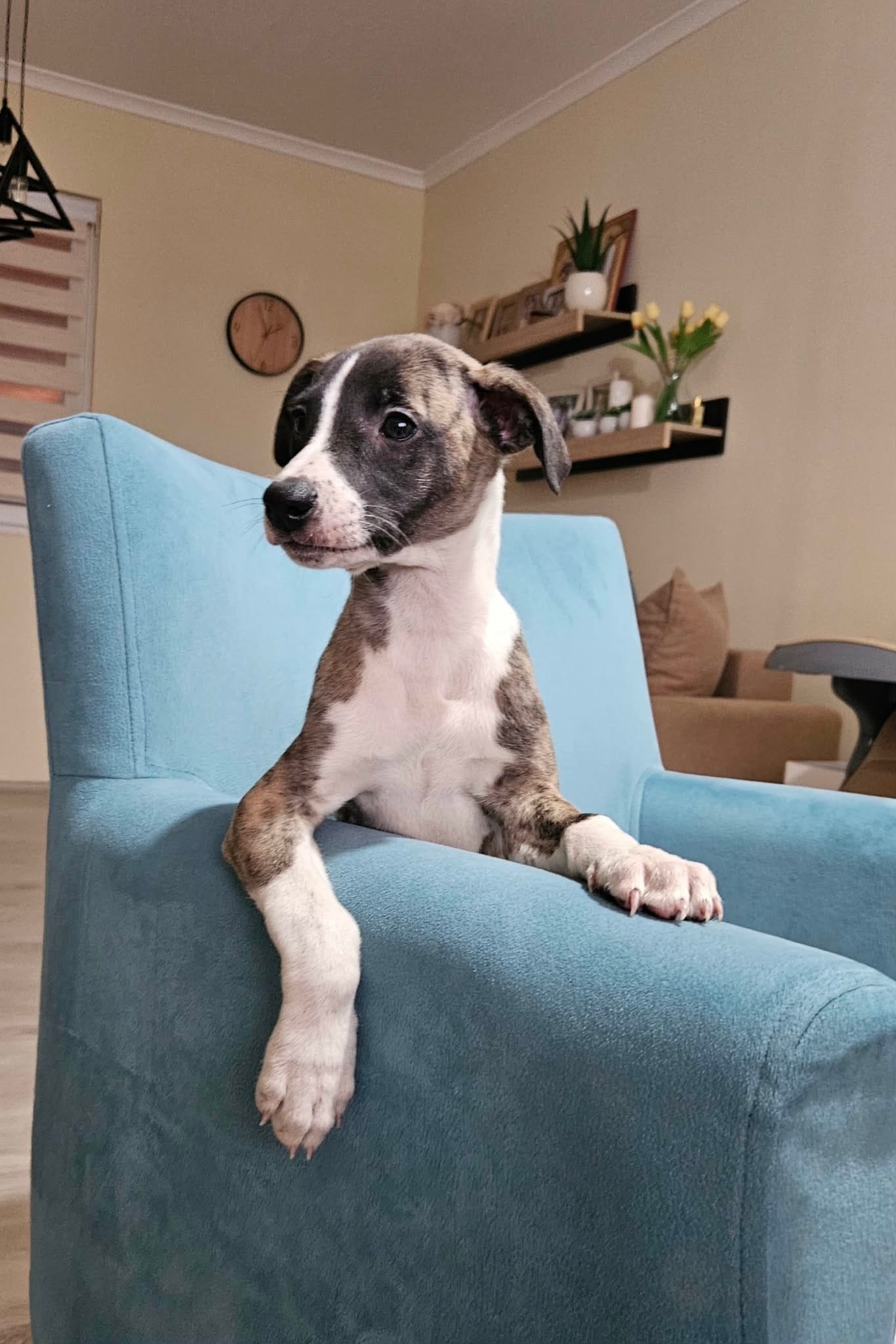 Щенки персидской борзой и салюки — фото 5