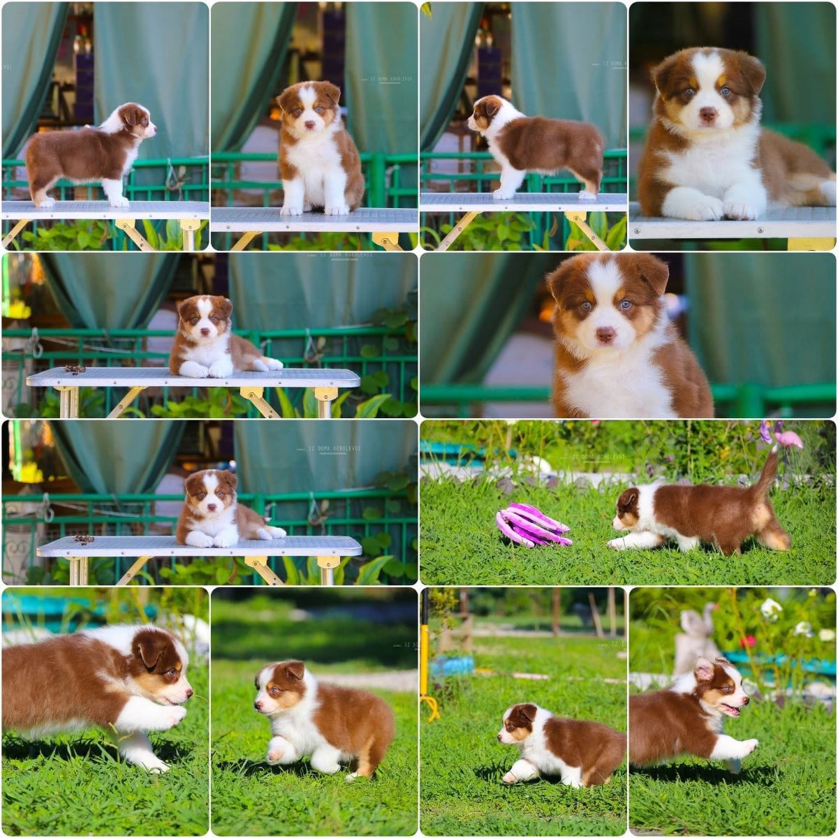 Щенки Австралийской овчарки/аусси от питомника ркф — фото 2