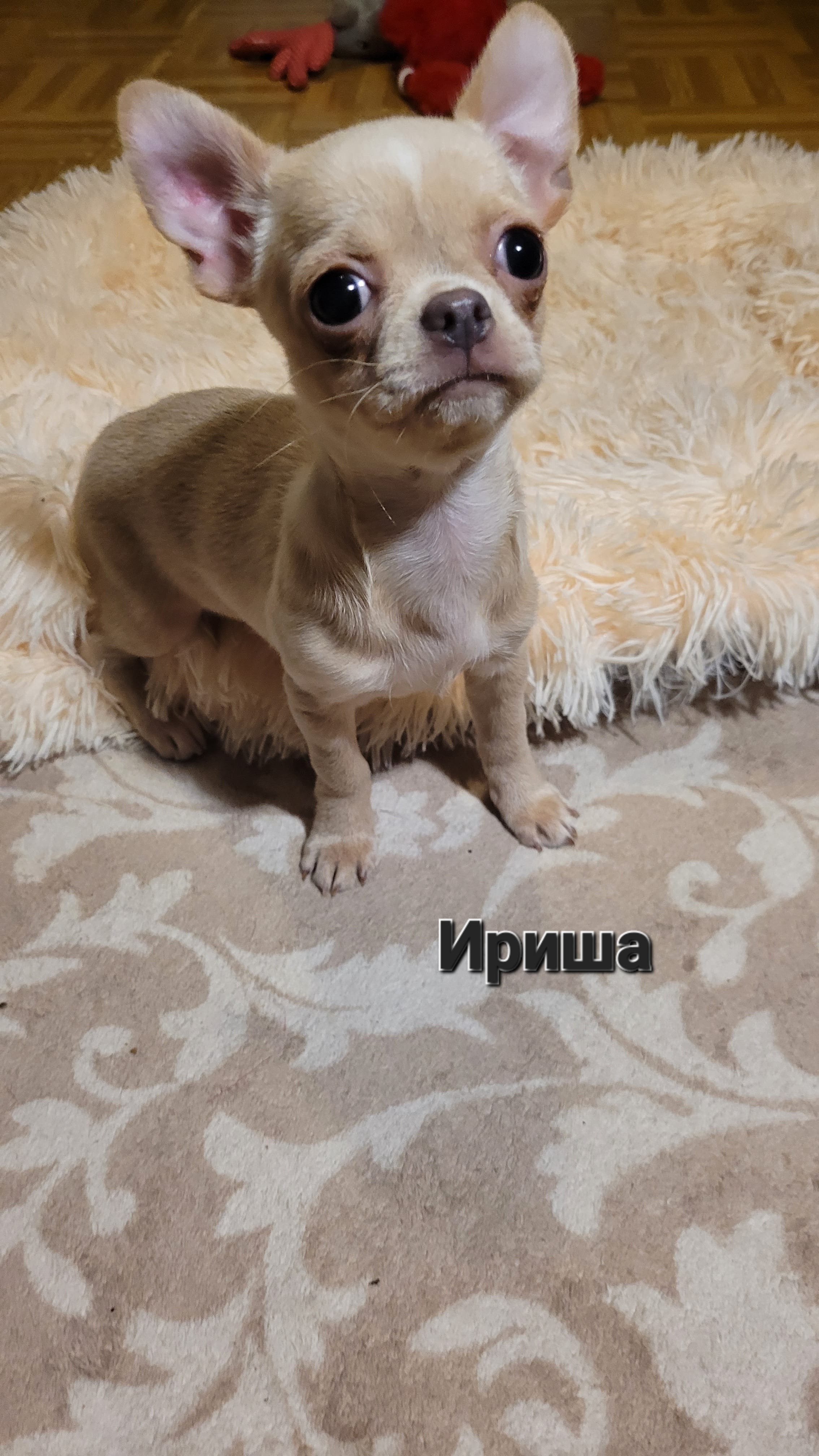 Чихуа девочка Иришка — фото 2