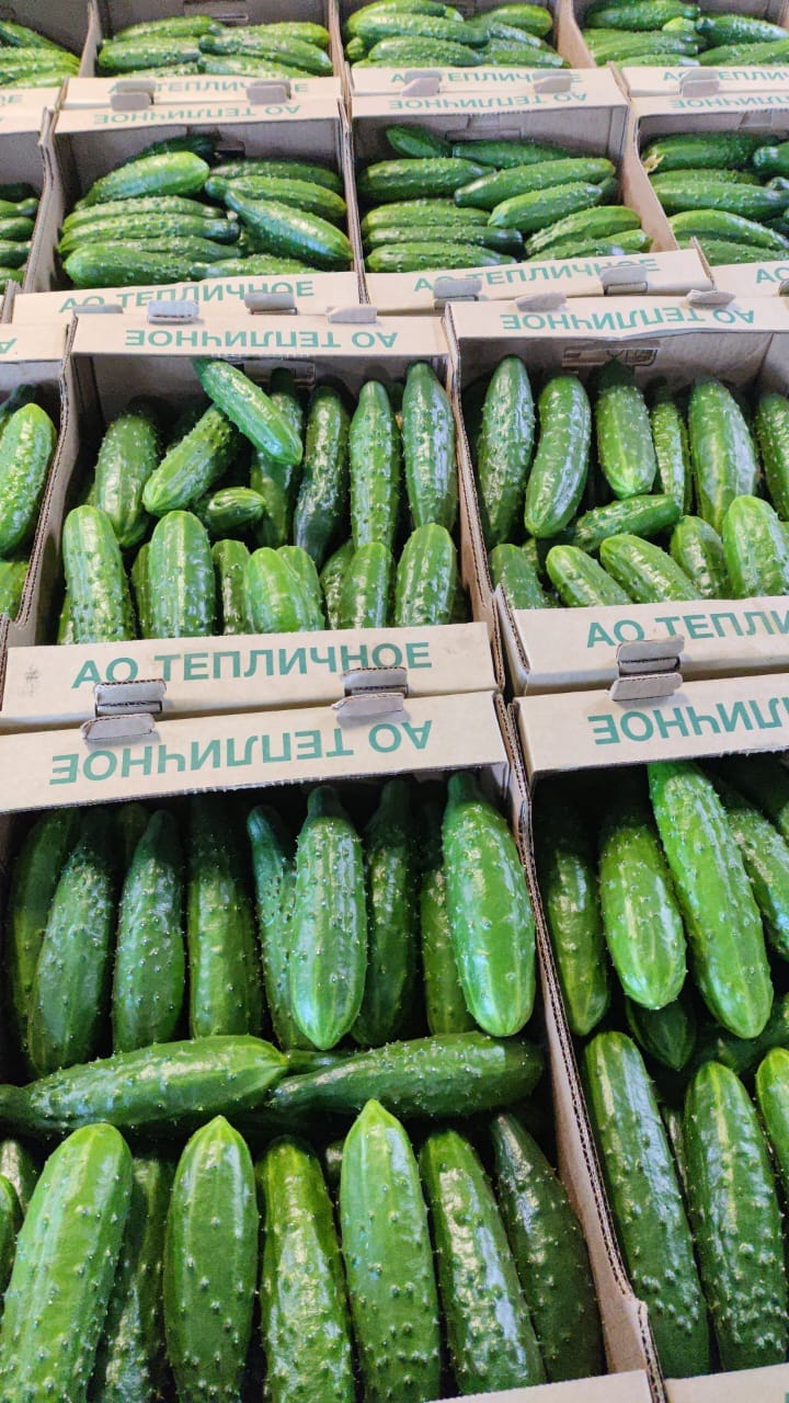 Тепличный Огурец ТСХ (Атлет, Эстафета, Пчелка) — фото 6