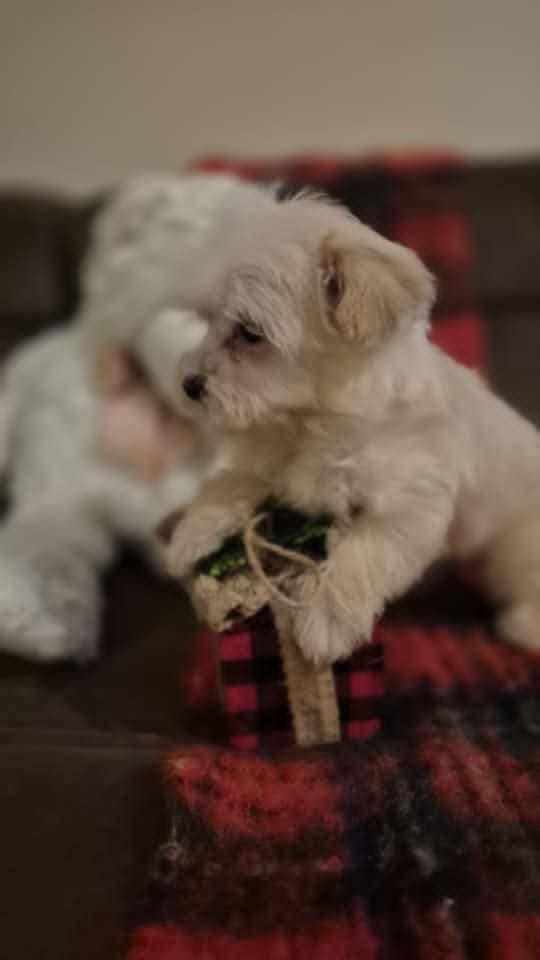 Щенки мальтипу — фото 5