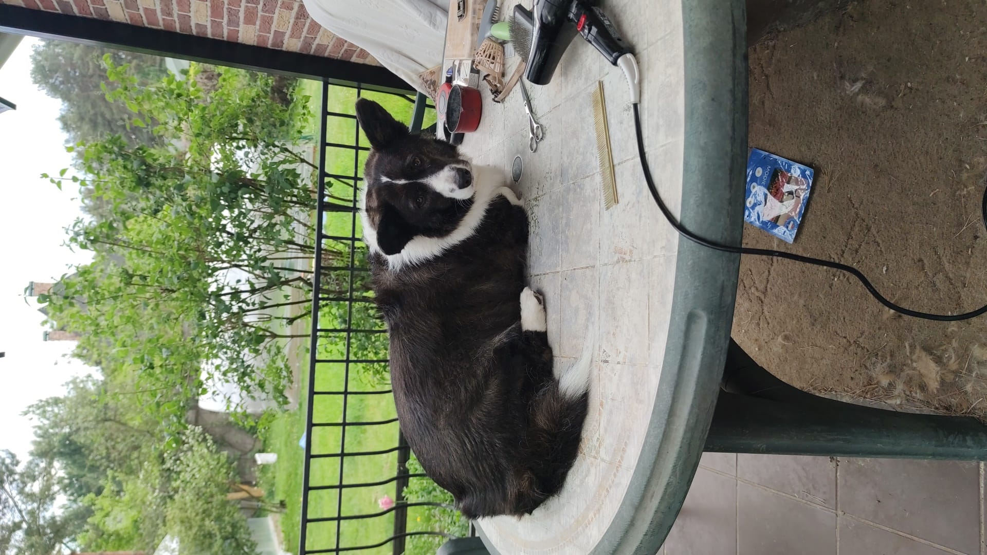 Стрижка собак и кошек — фото 7