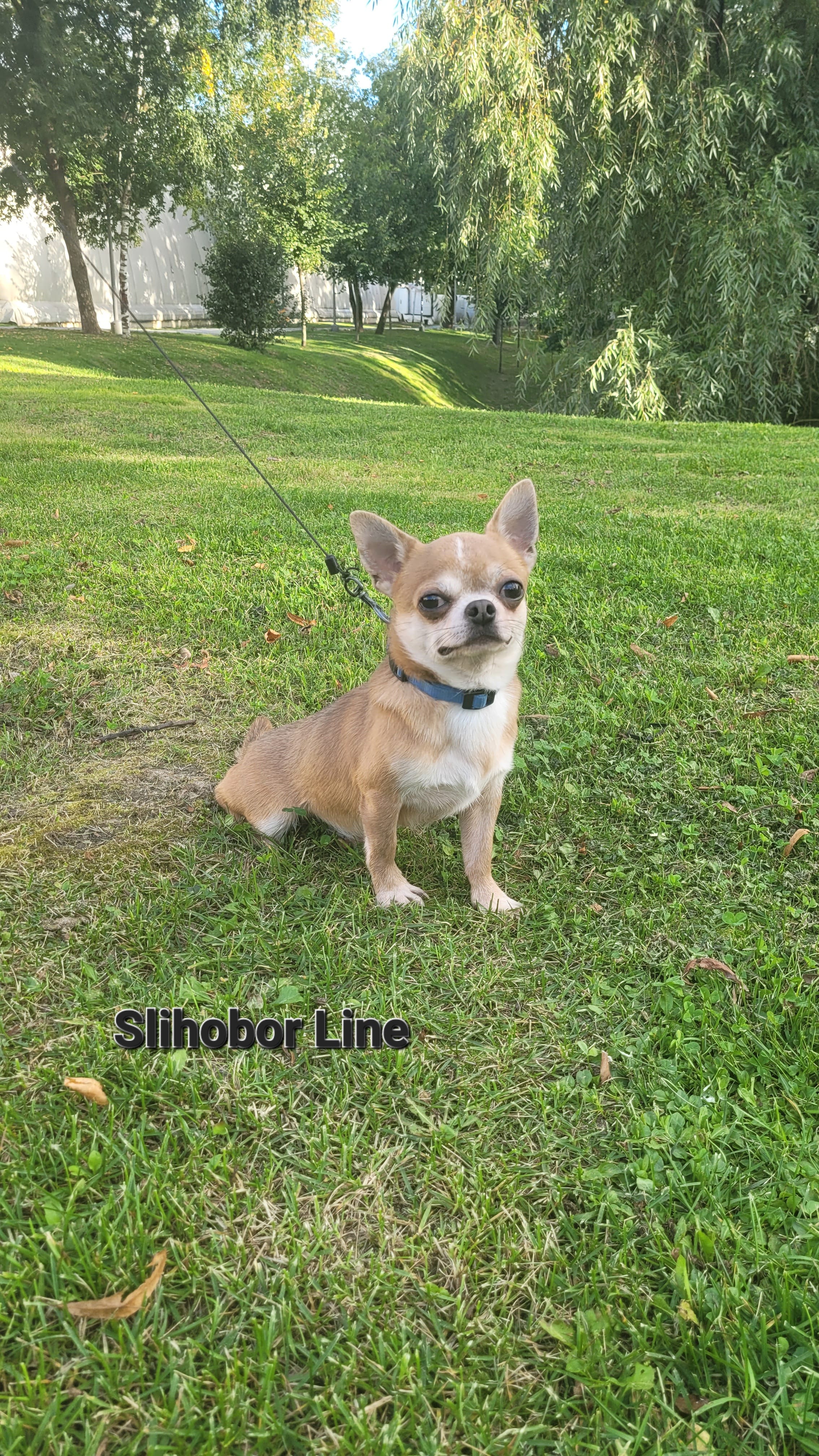 Чихуахуа мальчик ХАЙРОН