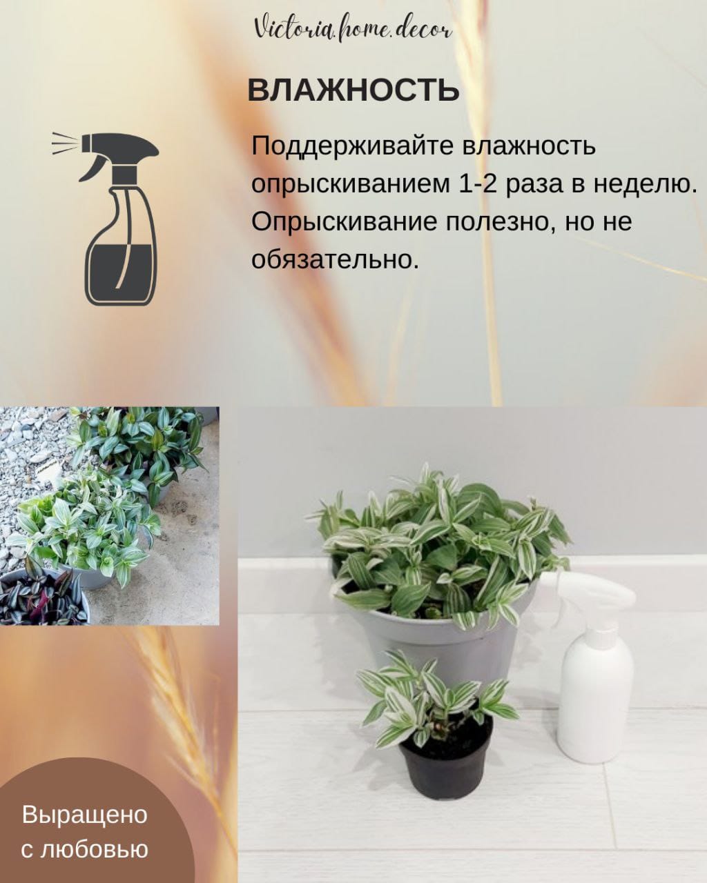 Традесканция Albiflora Albovittata /Альбифлора Альбовиттата — фото 11